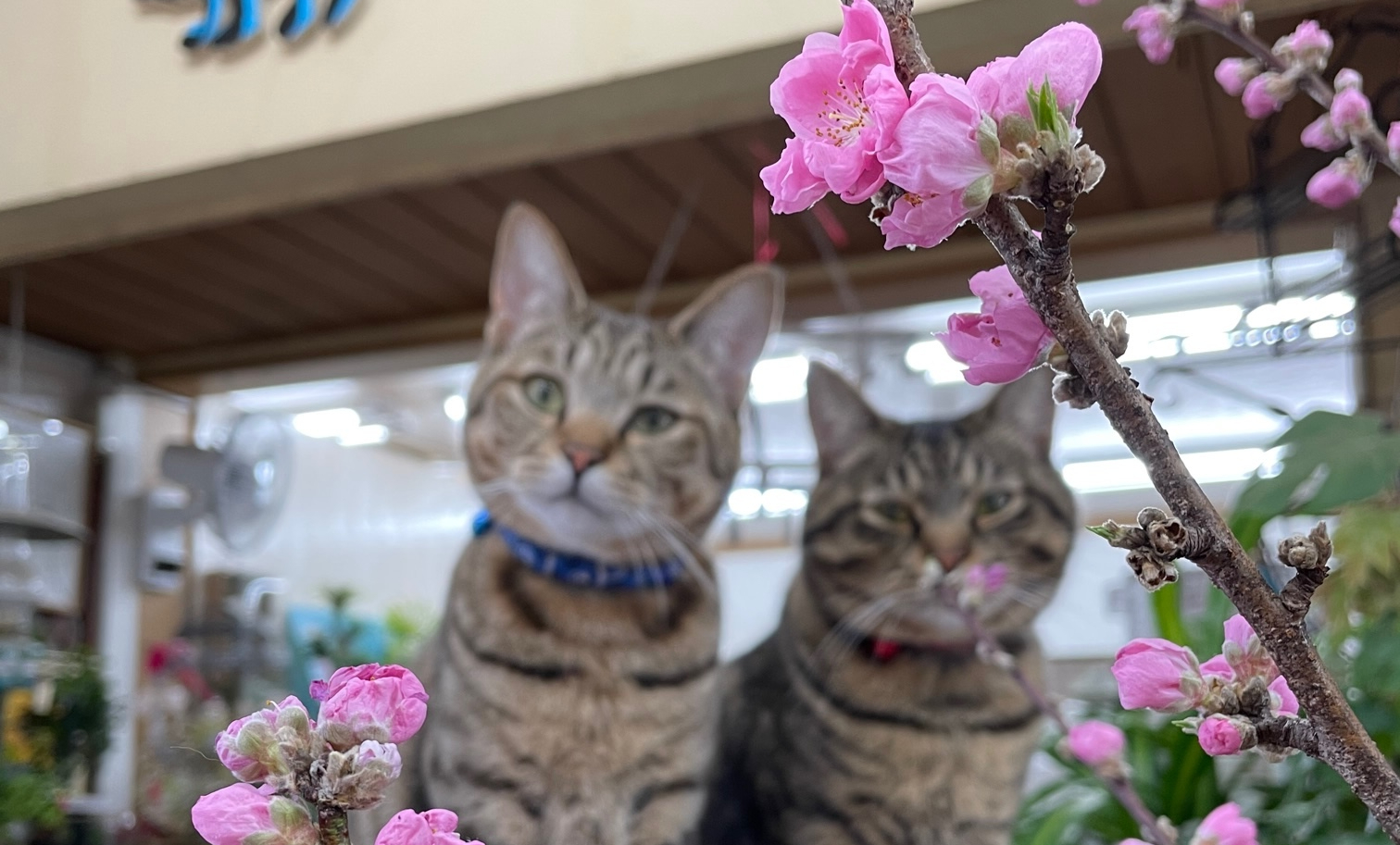 季節の花のイメージ
